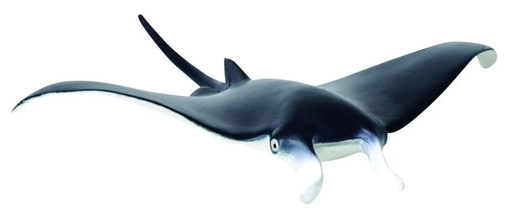 CO Manta Ray (M)