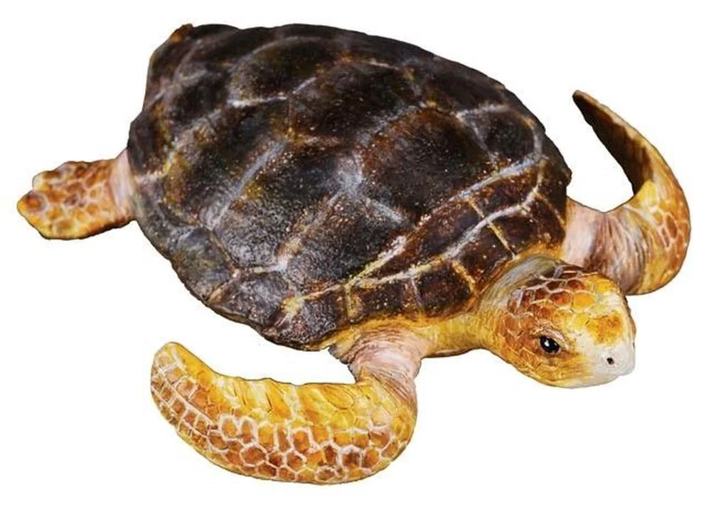 CO Loggerhead Turtle (M)