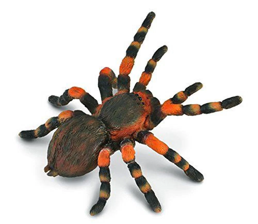 CO Mexican Redknee Tarantula (L)