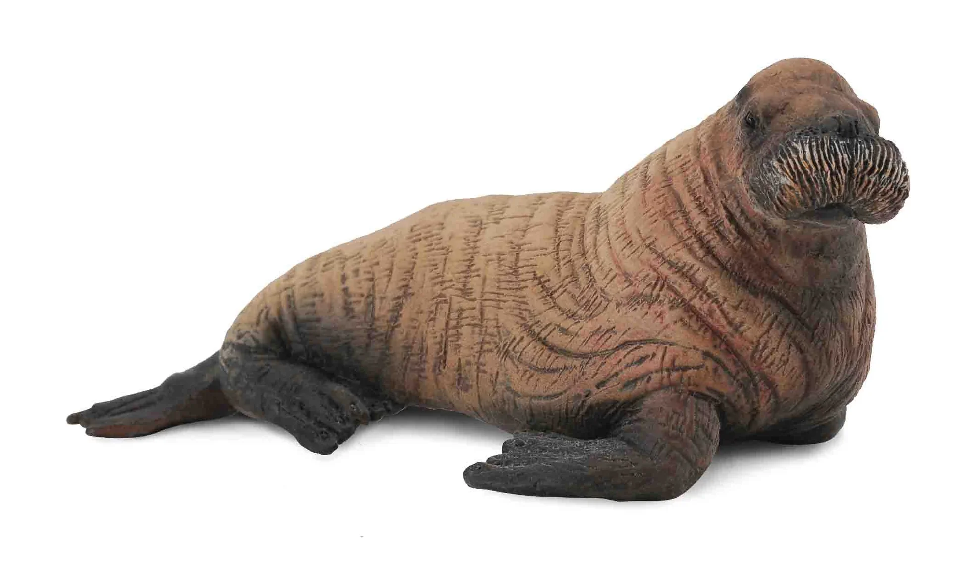 CO Walrus Calf (M)