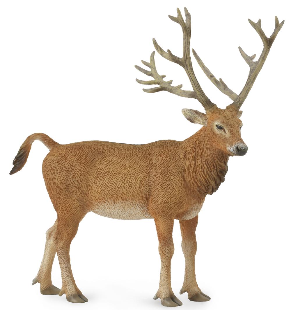 CO Pere Davids Deer (L)