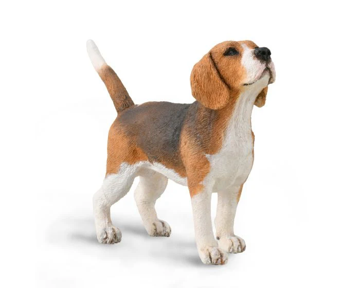 CO Beagle (M)