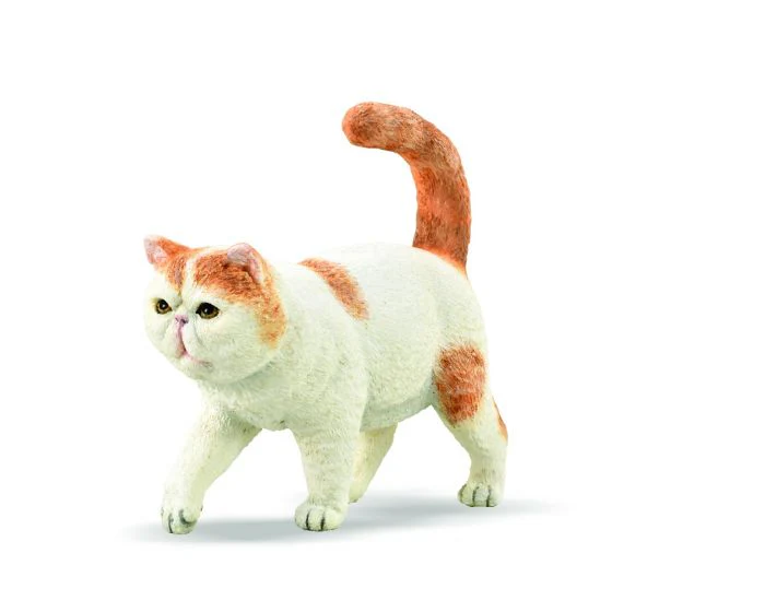 CO Exotic Shorthair (S)
