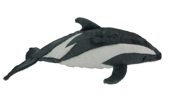 Wild Mini Dusky Dolphin