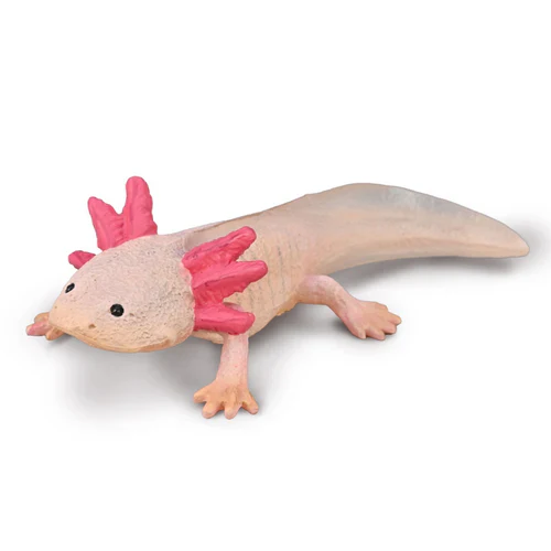 CO Axolotl (M)