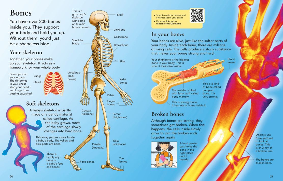 First Encyclopedia of the Human Body - Image 2