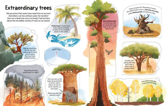 See Inside Trees - Image 4