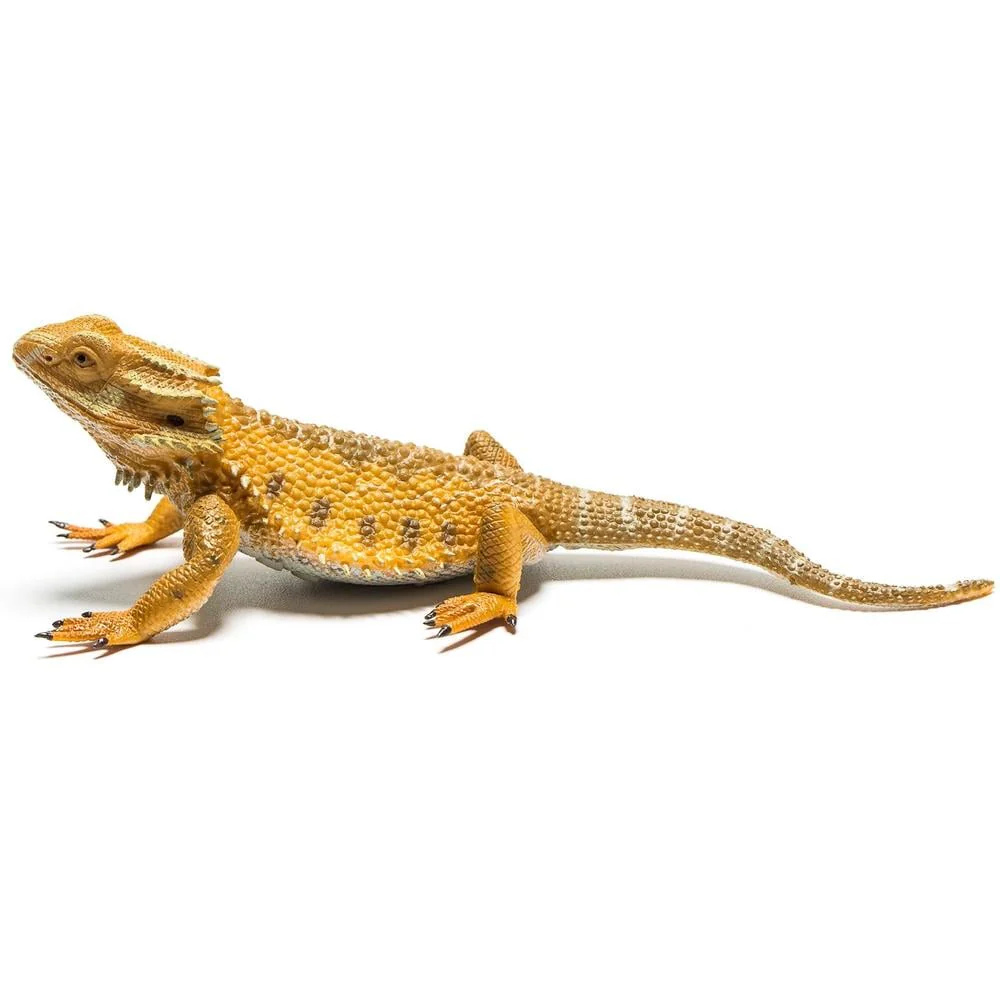 CO Bearded Dragon (L)