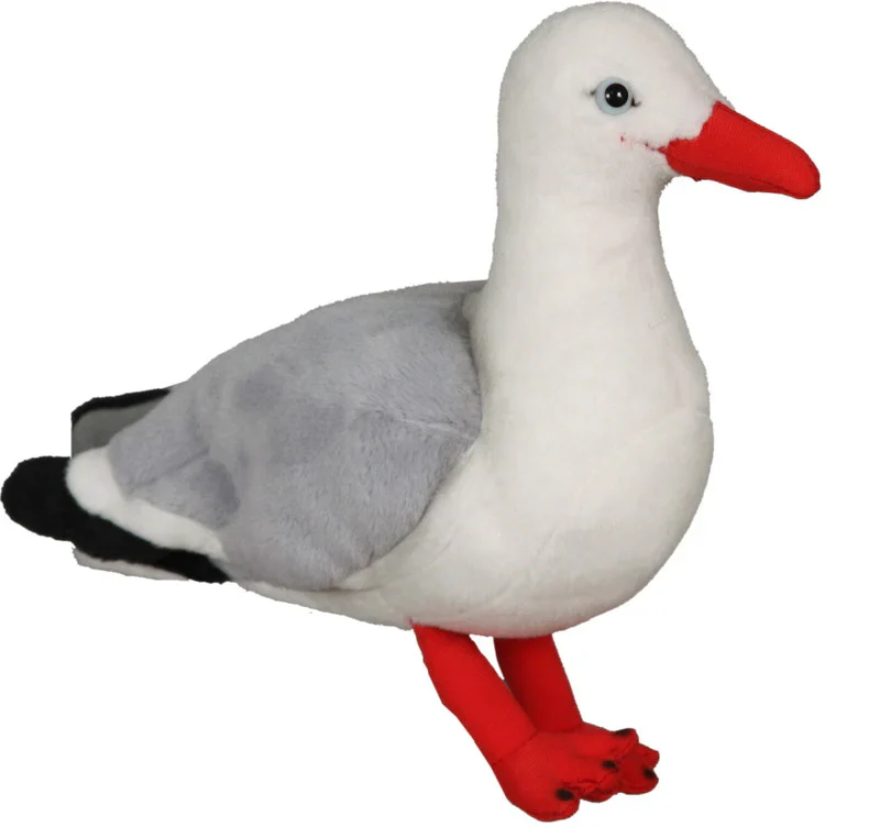 Red Billed Gull Sound Bird