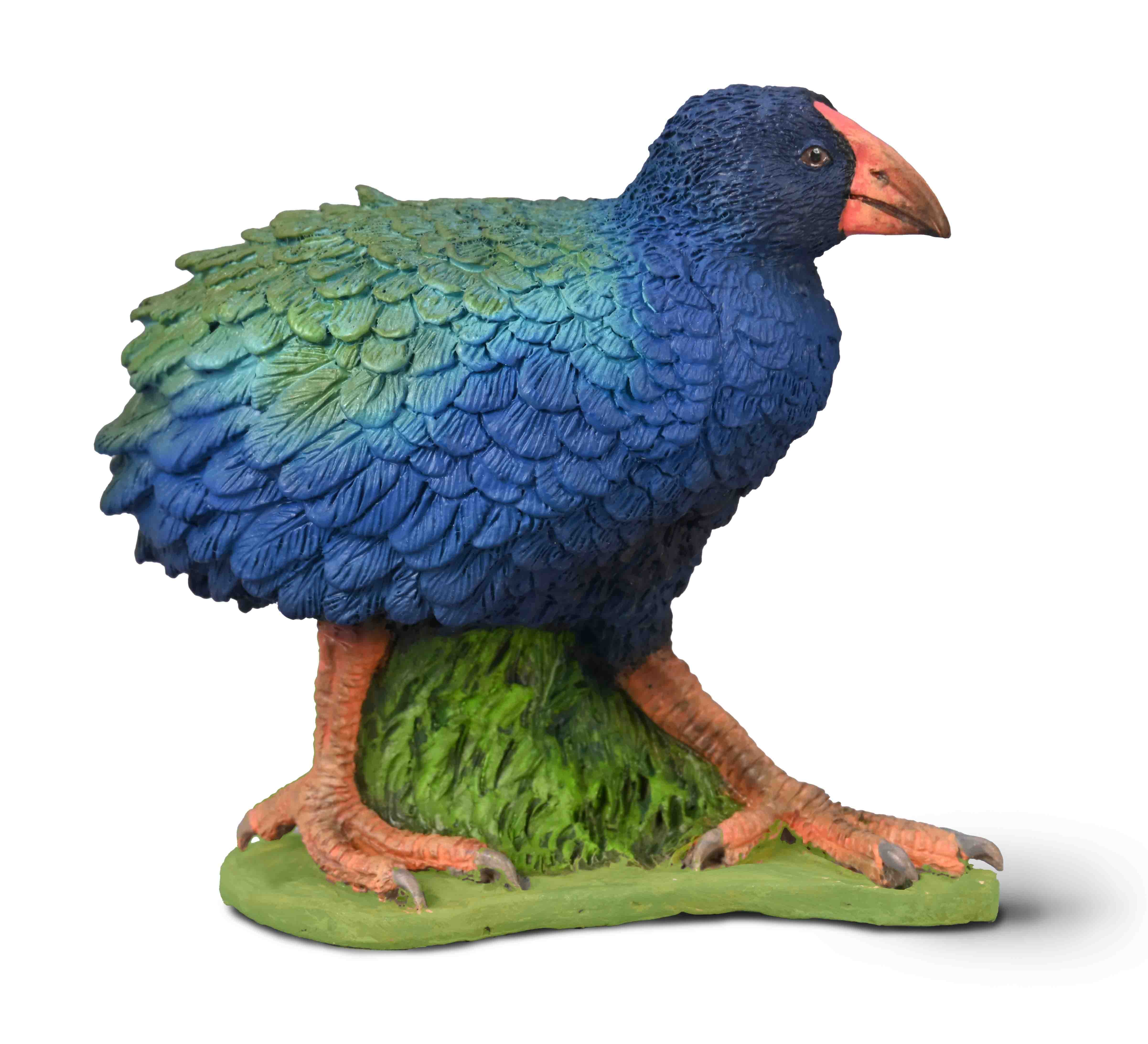 CO Takahe (M)