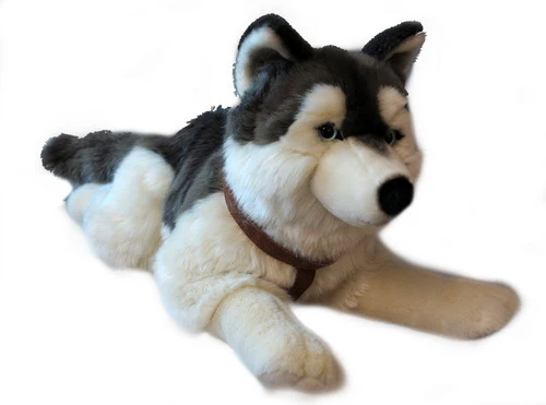 Lying Husky 60cm