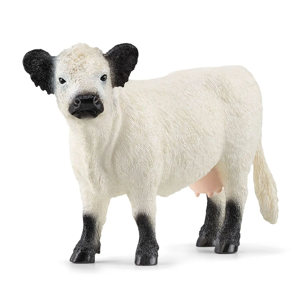 SC Galloway Cow