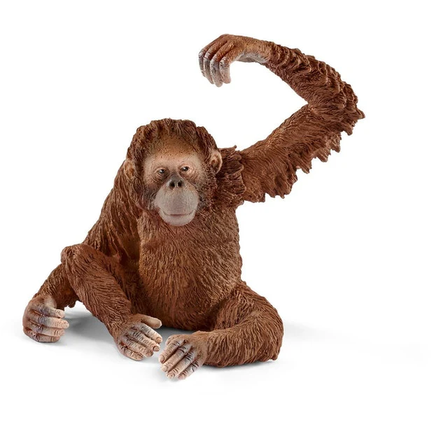 SC Orangutan Female (Grey Dot) - Image 2
