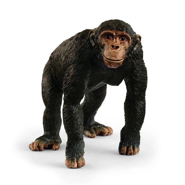 SC Chimpanzee 2025 (Yellow Dot)