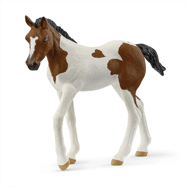 SC Paint Horse Foal