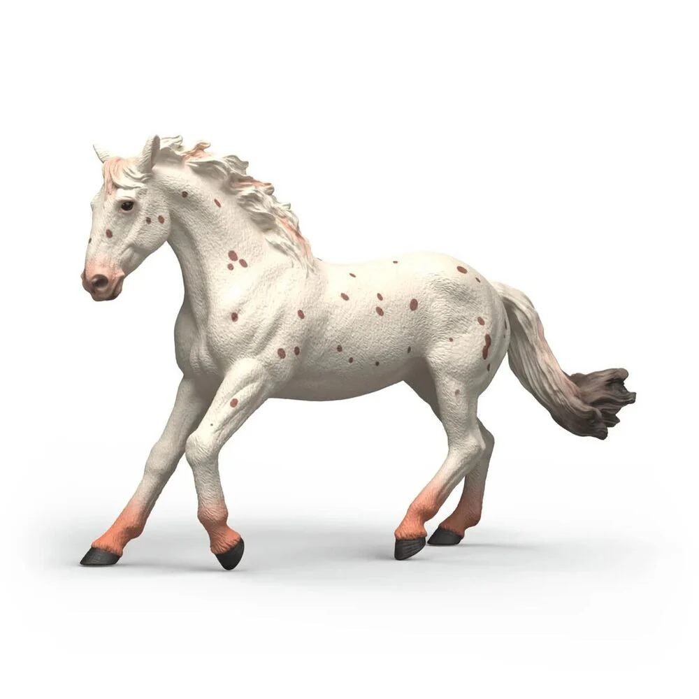 SC Knabstrupper Mare (Grey Dot)