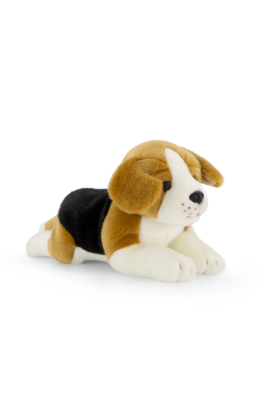 SB Brooklyn the Beagle